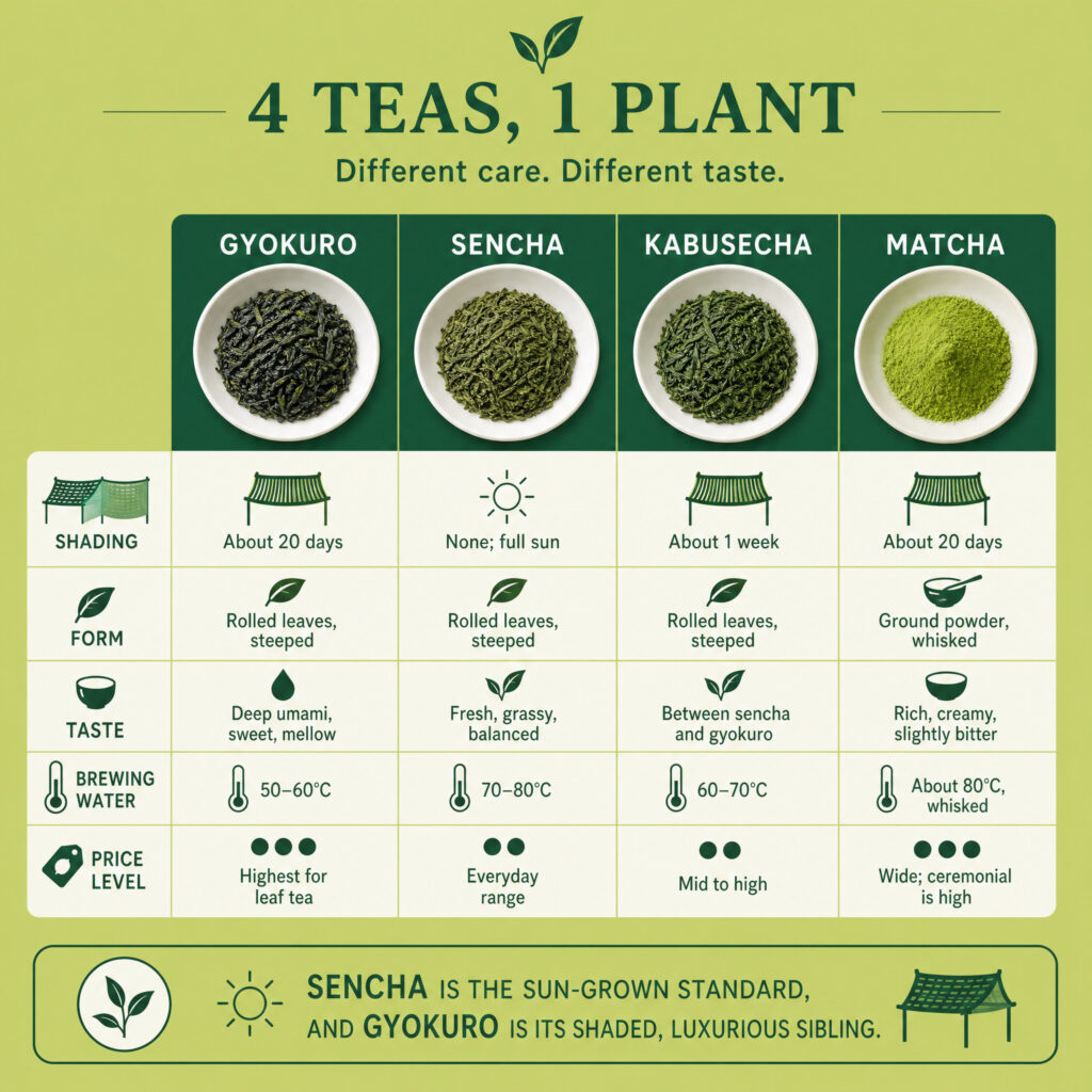 Gyokuro vs Sencha vs Kabusecha vs Matcha