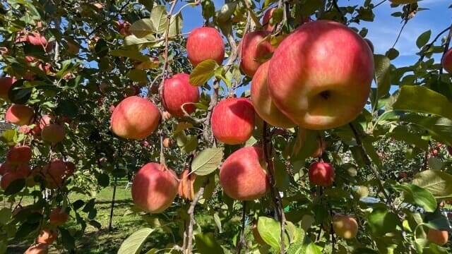 Aomori Apple