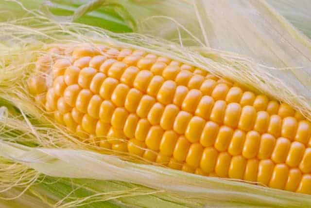 Fresh Hokkaido corn