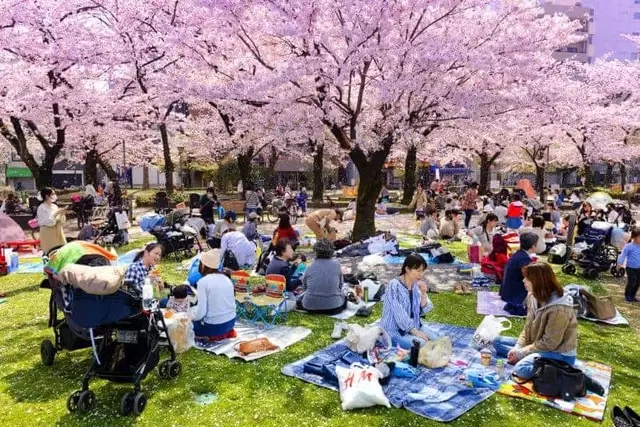 people gathering under sakura trees