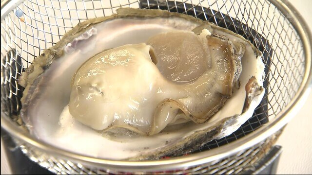 rock oyster