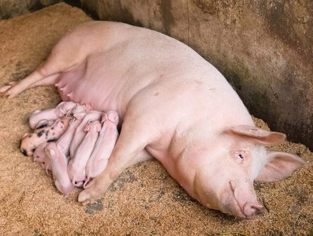 chiba pig
