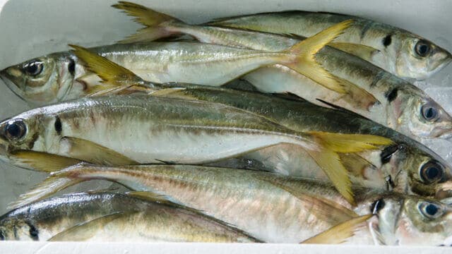 raw fish