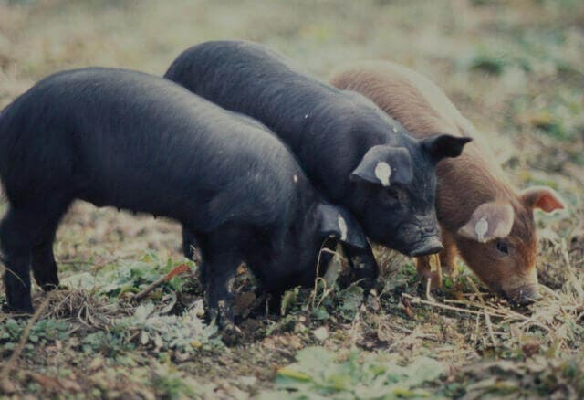 tokyo x pig