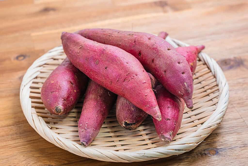 Japanese sweet potato