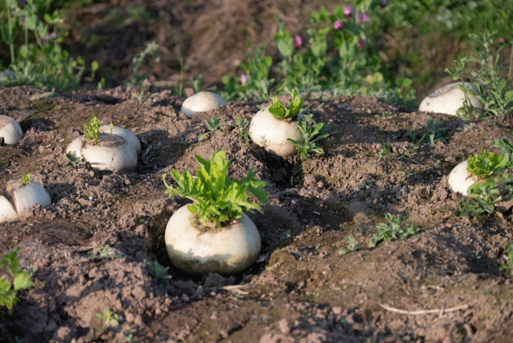 Japanese Radish