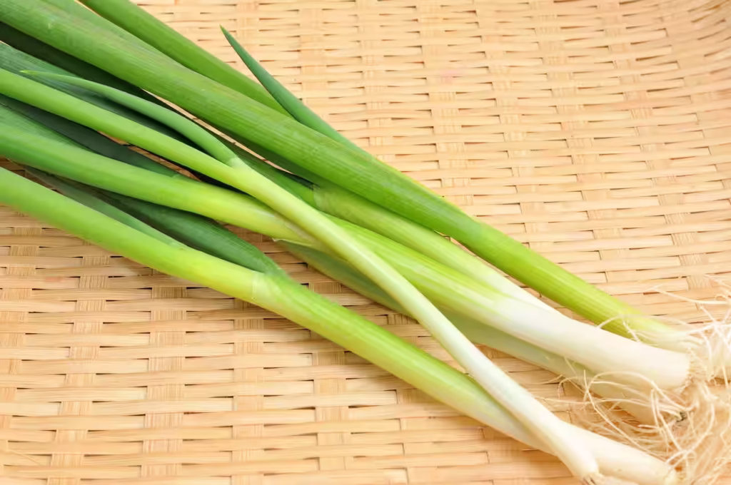 Kujo negi (九条ネギ)