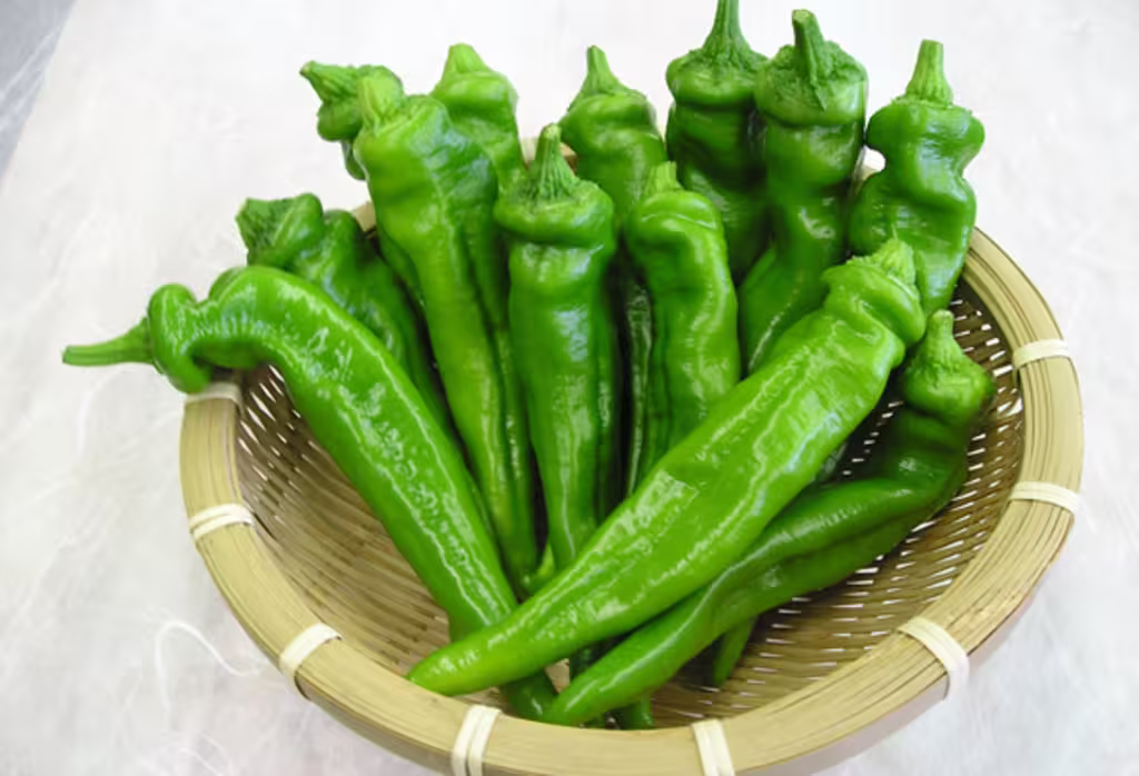 Manganji pepper (万願寺甘とう)
