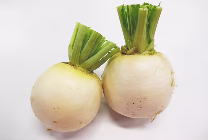 daikon (聖護院大根)