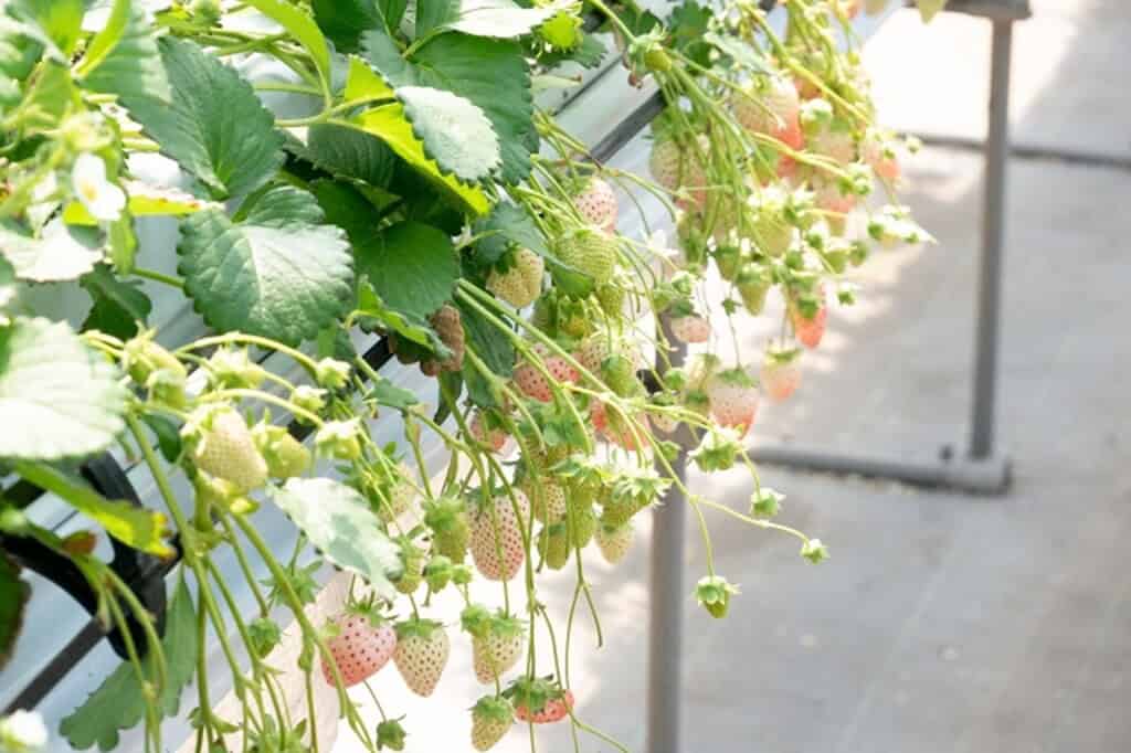 awayuki strawberry