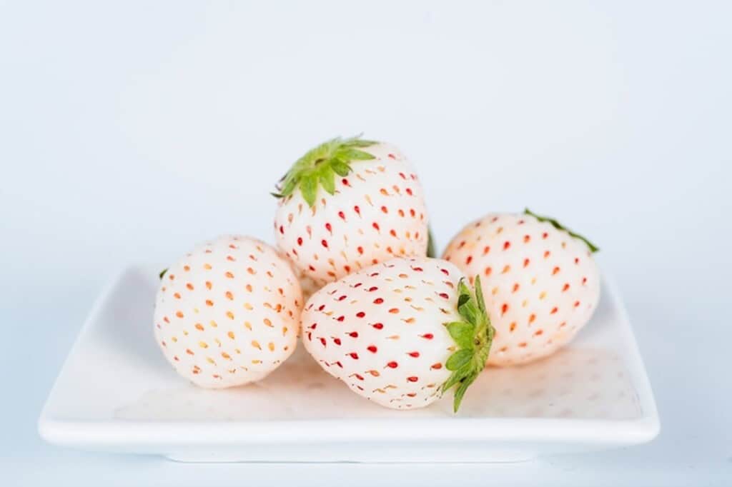 awayuki strawberries
