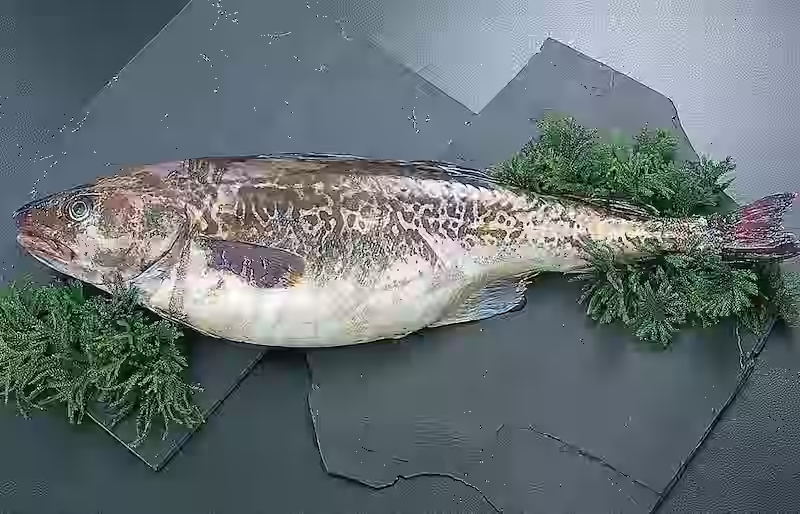 Kandara fish