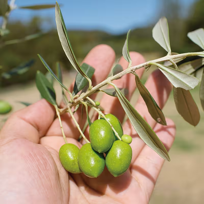 Shodoshima Olives handpicked