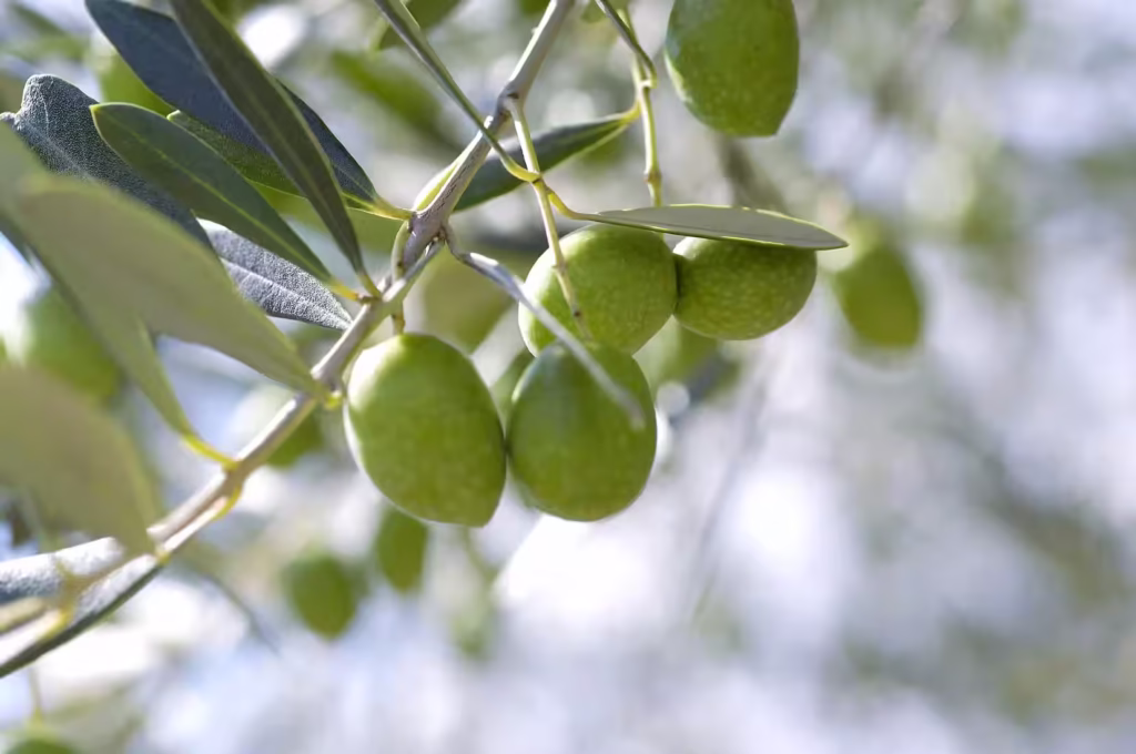 Shodoshima Olives on trees