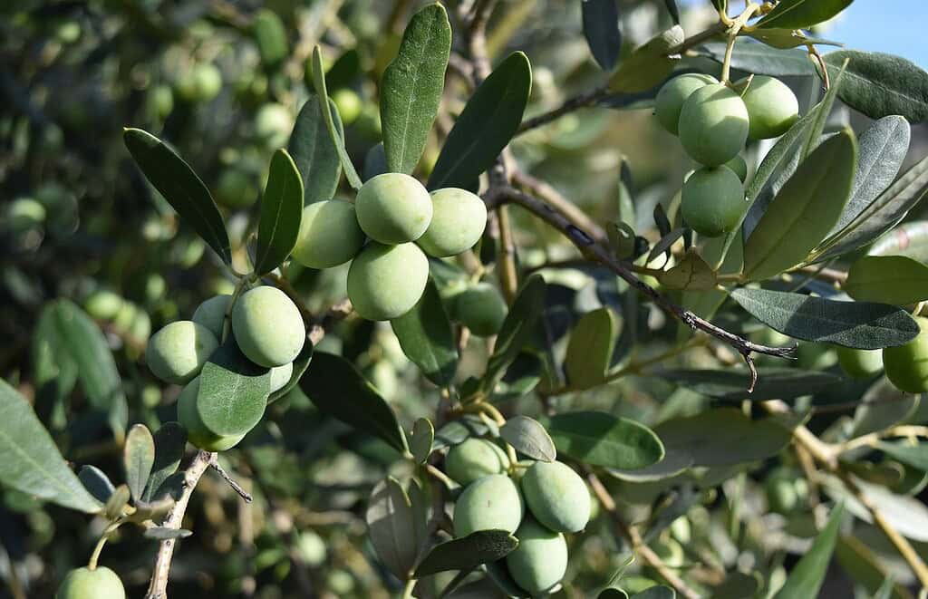 Olive Oils For Japanese Dishes