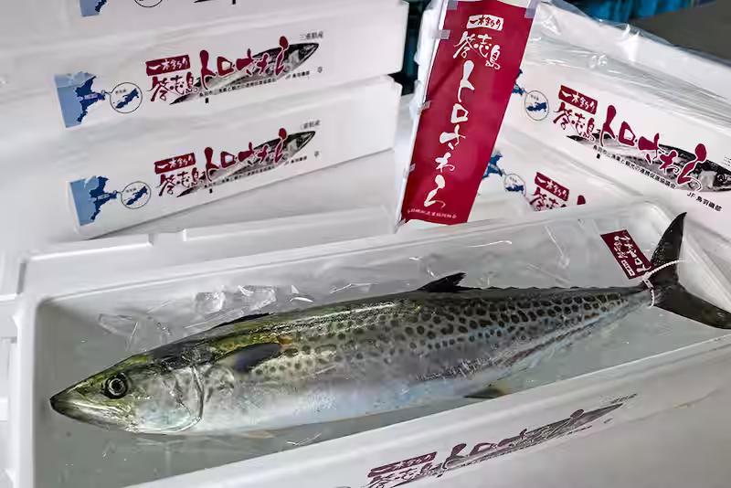 Sawara fish
