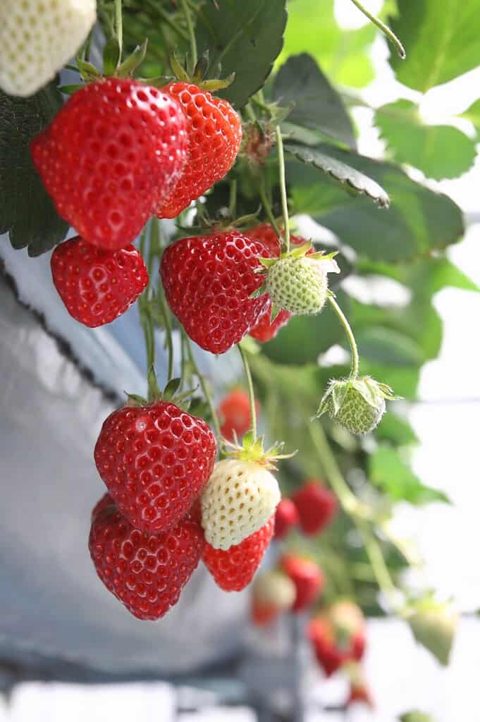 Fresh Echigo Hime strawberries growing on the plant in Japan.