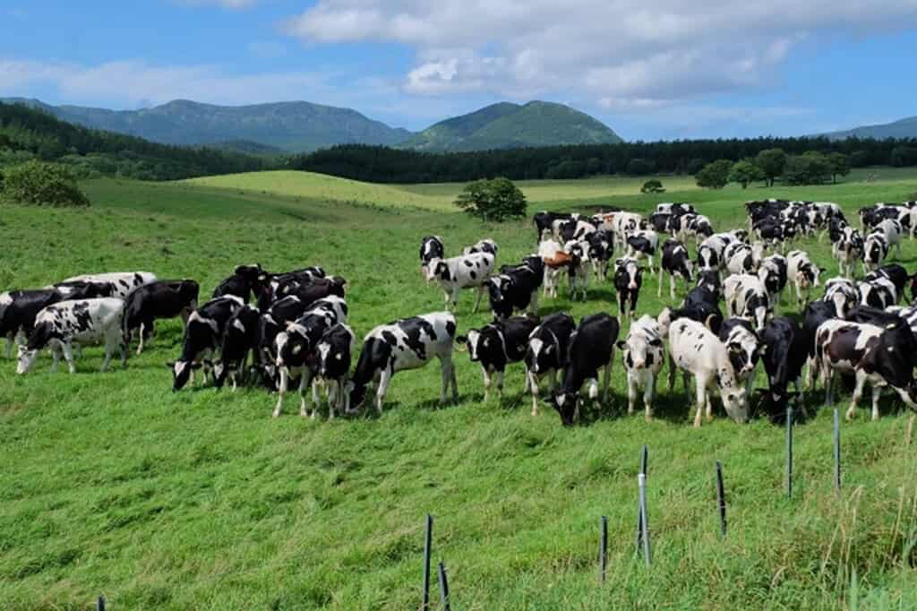Fresh Hokkaido milk production with grazing dairy cows in lush fields.
