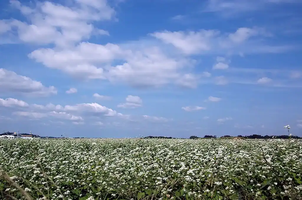 flower of hitachi aki soba