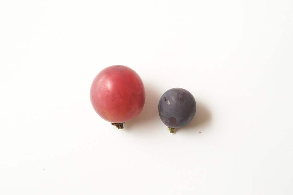 Ruby Roman grape and blueberry for premium Japanese fruit.