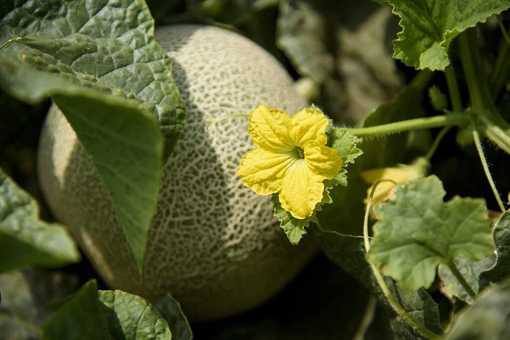 Ripe Ibaraki melon surrounded by green leaves and a yellow flower, showcasing fresh Japanese melon q.