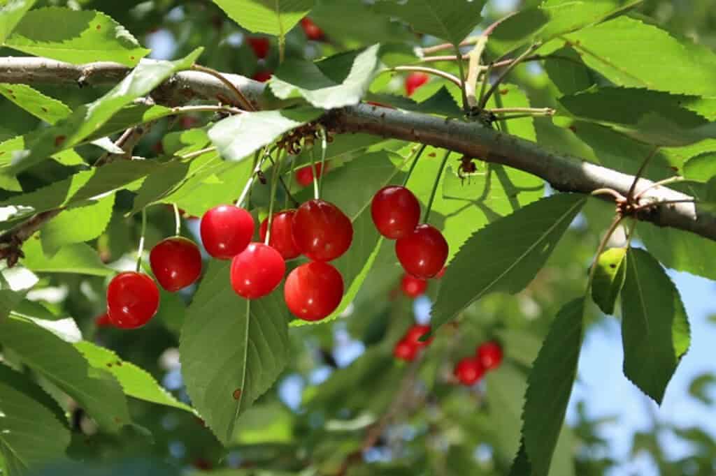 Sato Nishiki Cherries