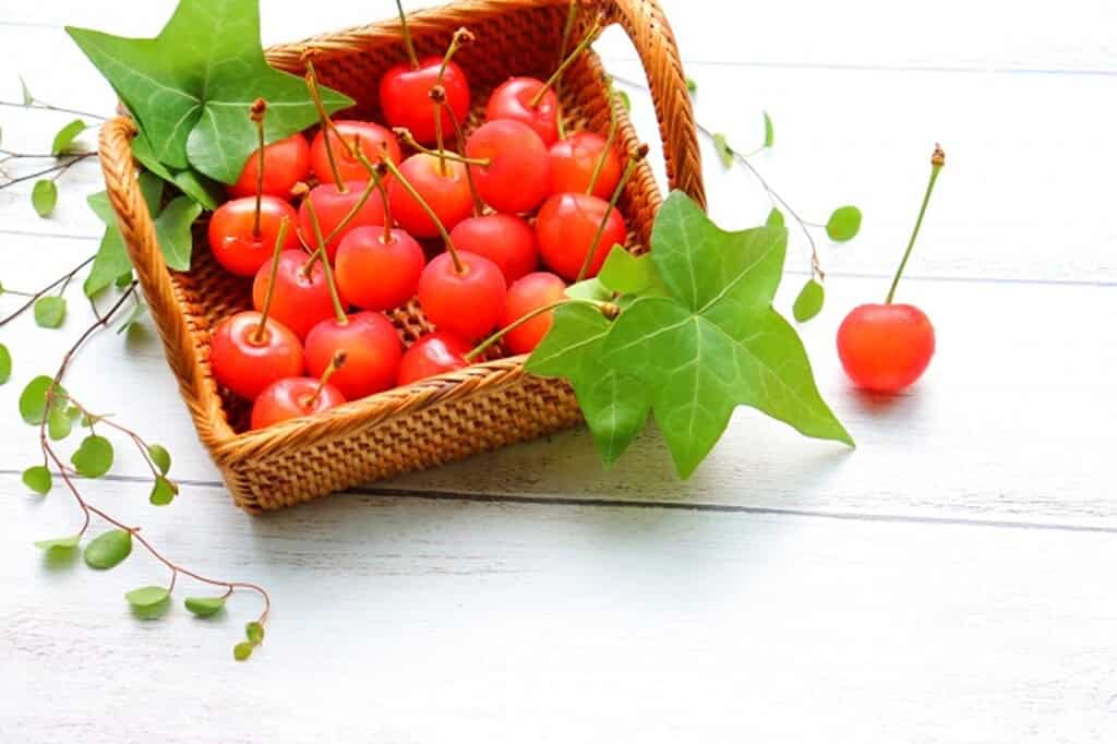 佐藤錦 Sato Nishiki