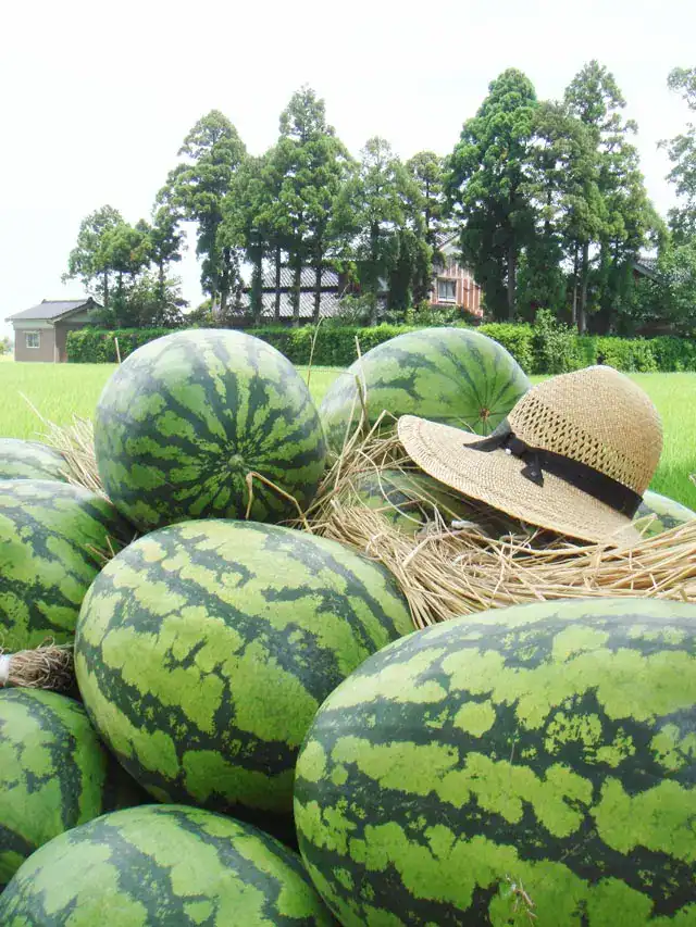 Juicy Nyuzen Jumbo Watermelon displayed outdoors with straw and a straw hat, showcasing premium Japa.