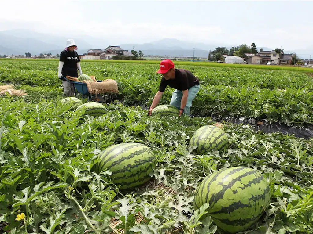 Nyuzen Jumbo Watermelon
