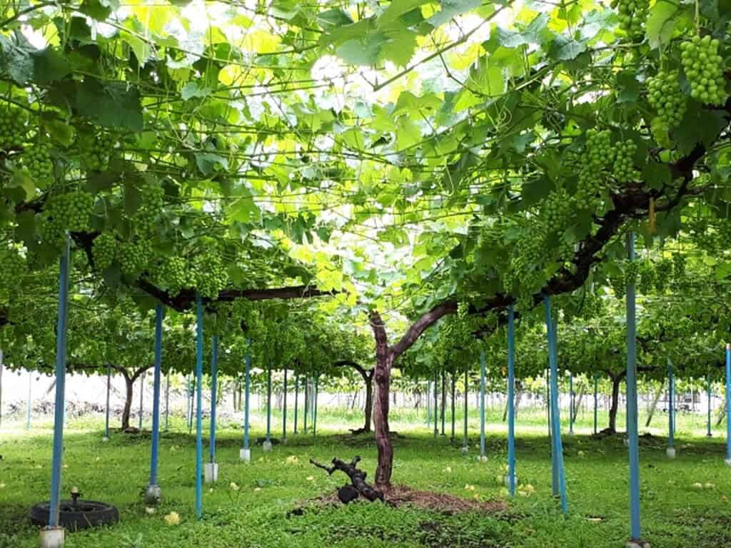 Bright Shine Muscat grapes hanging from vine in Japanese vineyard.