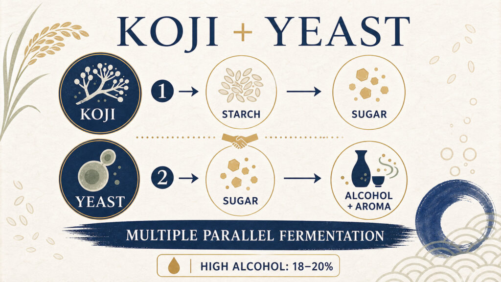 The Relationship Between Koji and Yeast