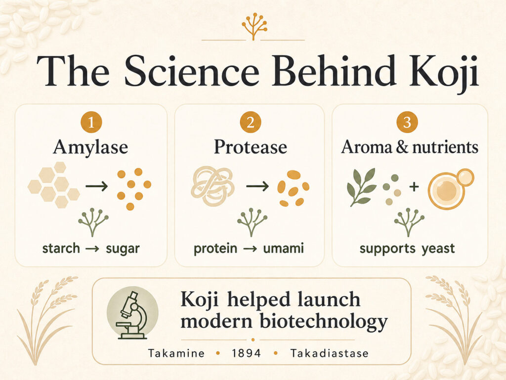 The Science Behind Koji