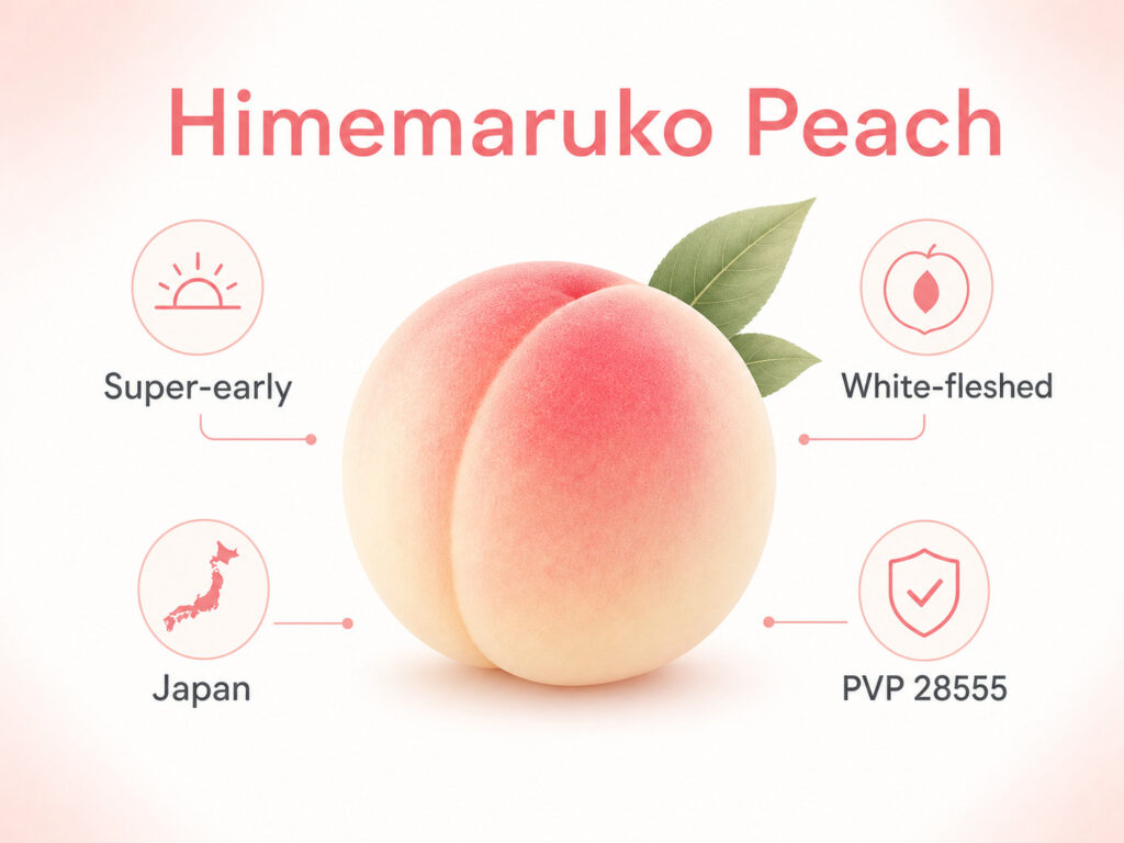What Is Himemaruko Peach?