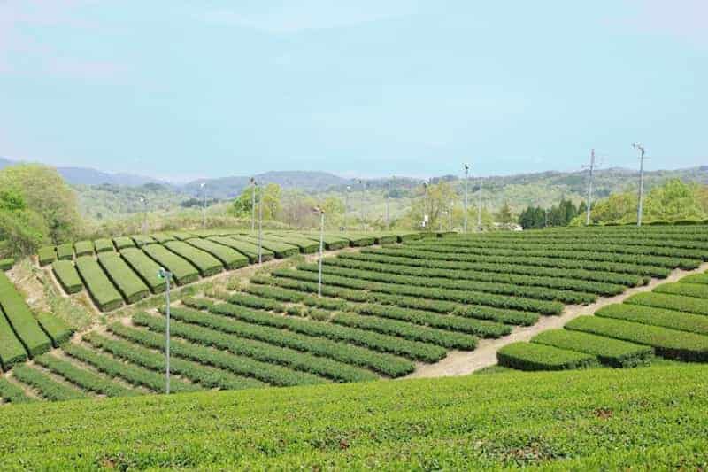 Green Tea Field