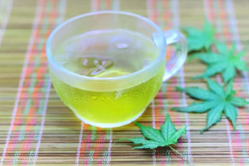 Fresh green Japanese tea in a glass cup with maple leaves on bamboo mat.