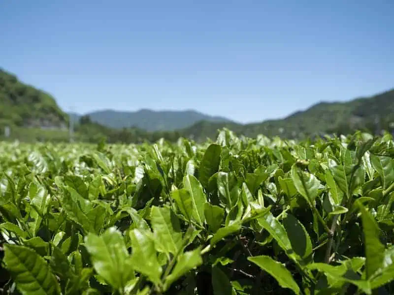 Lush green tea plants growing in a Japanese tea field under a clear blue sky.