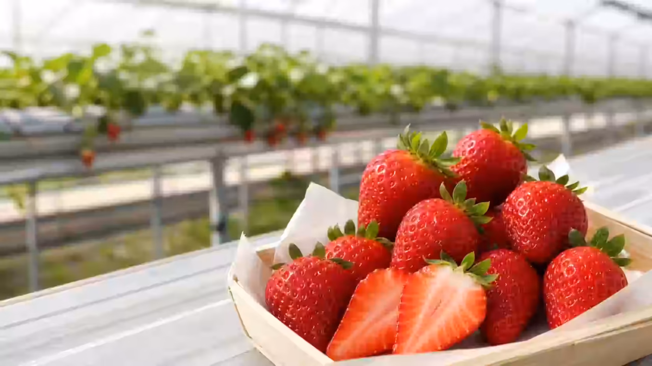 Saika Strawberry