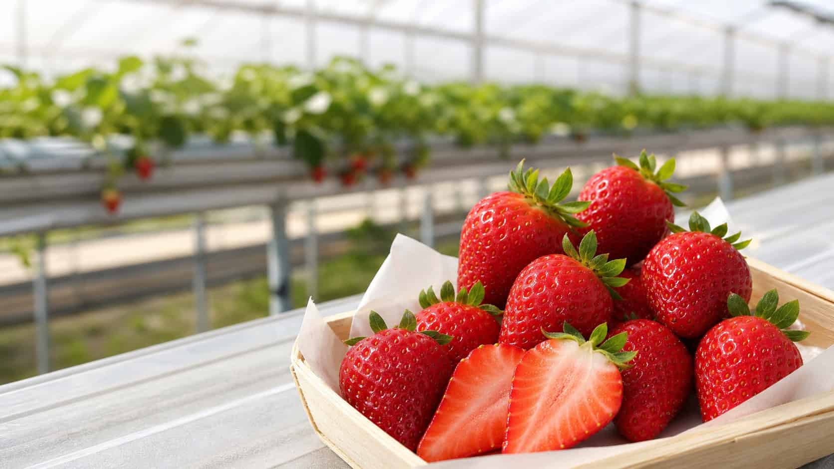 Saika Strawberry (彩夏)