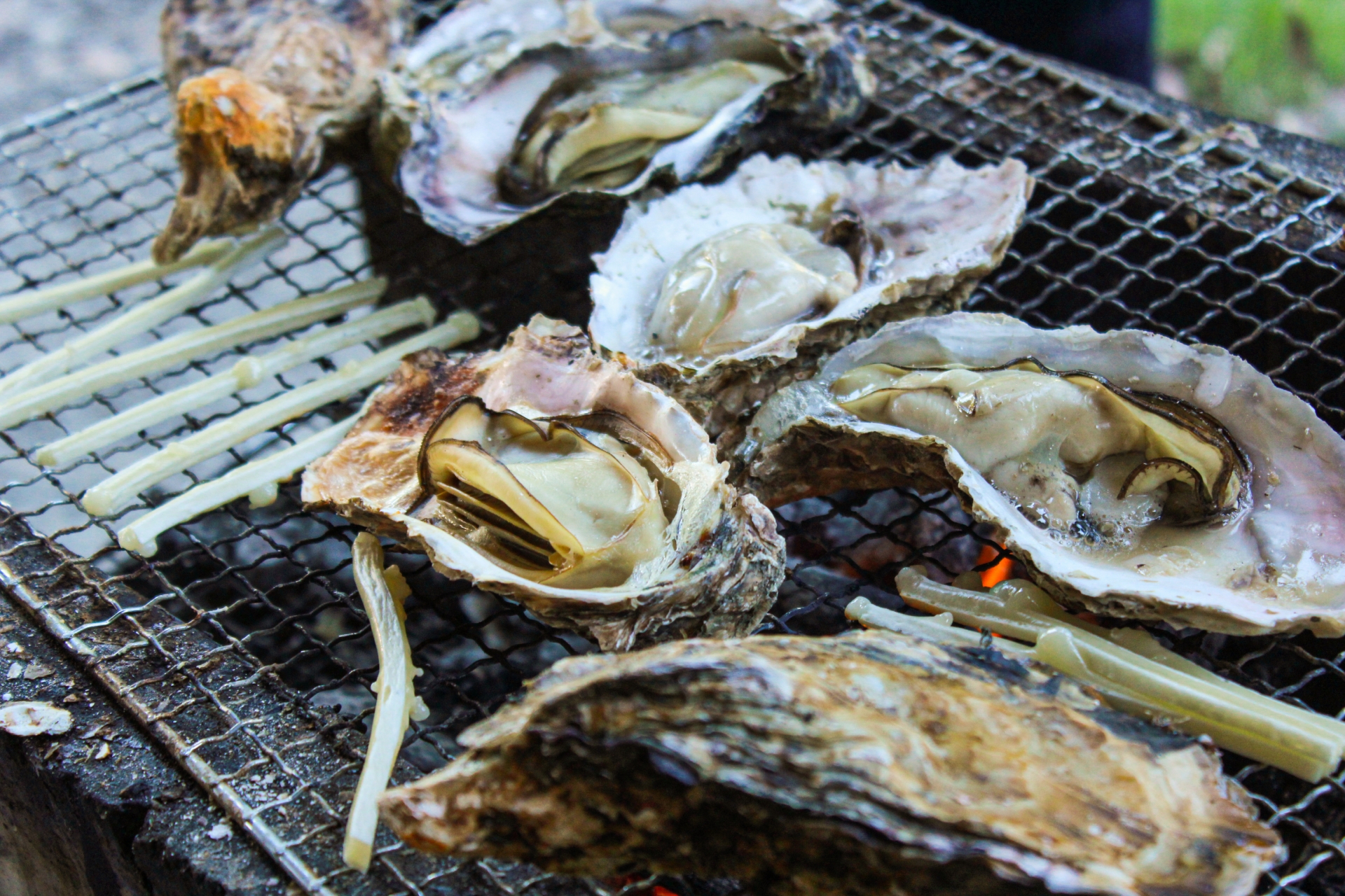 Sanriku Oysters (三陸のカキ)