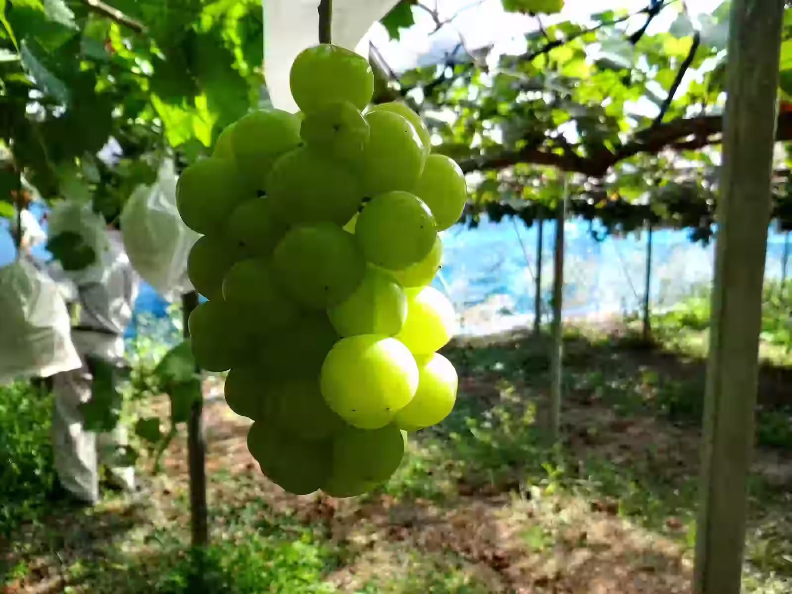 seto giants grape