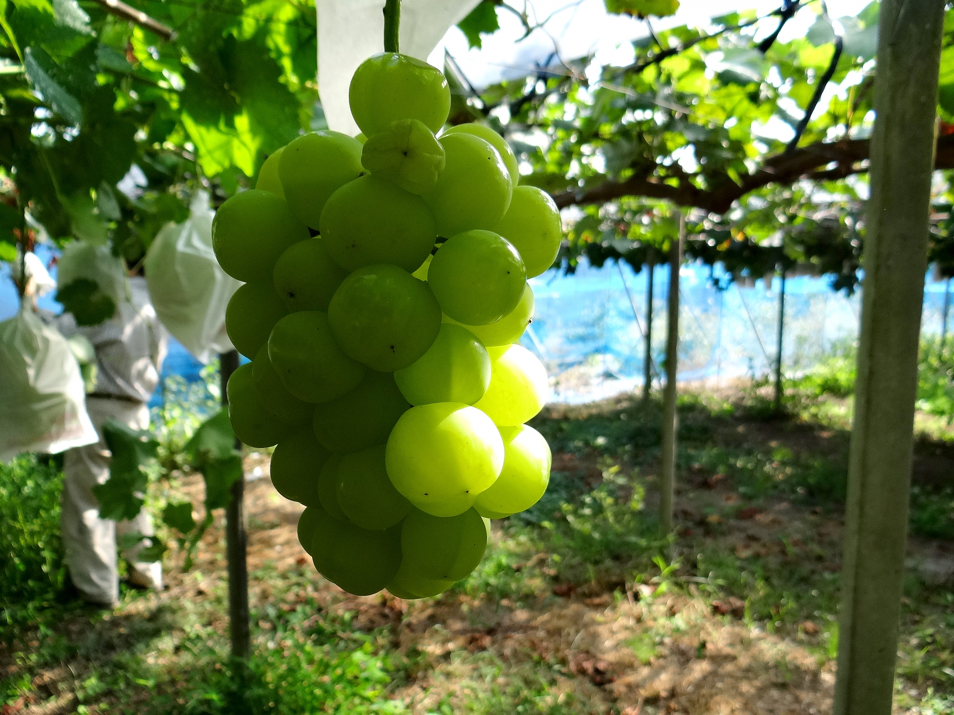 Seto Giants Grapes (瀬戸ジャイアンツ)