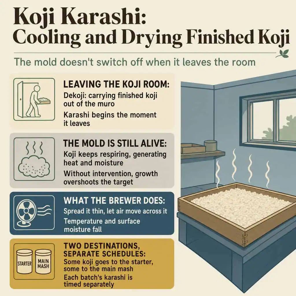 Why Finished Koji Is Cooled and Dried