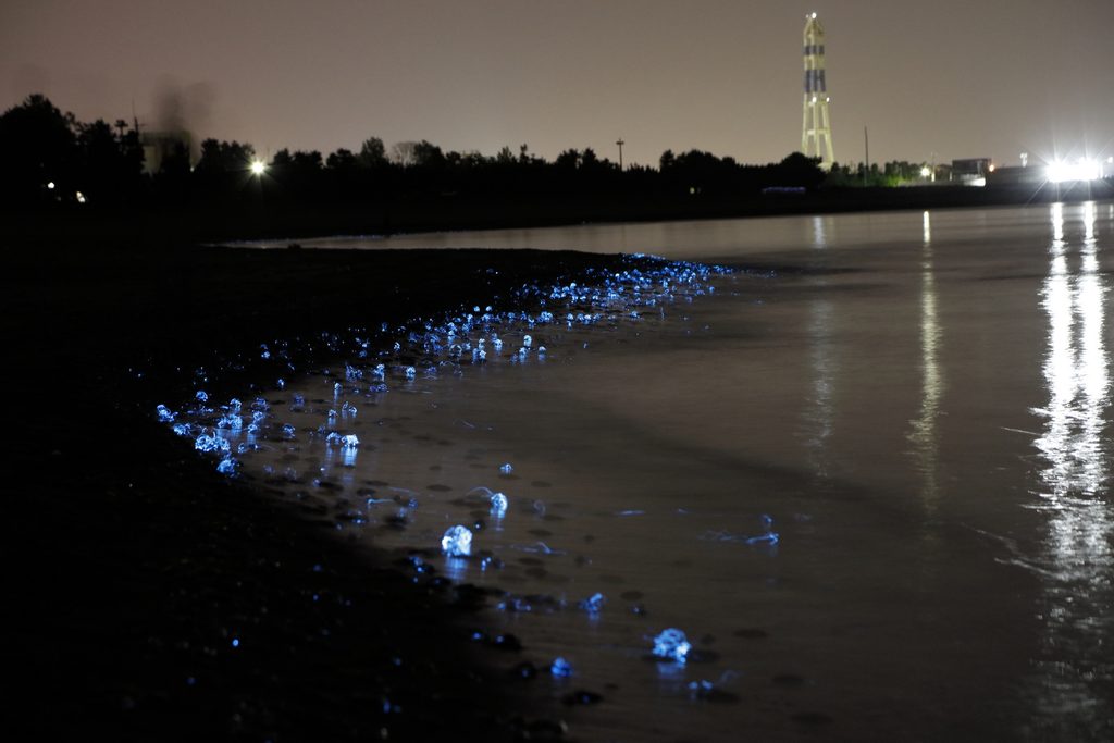 Firefly squids glowing along the shoreline at night in Japan.