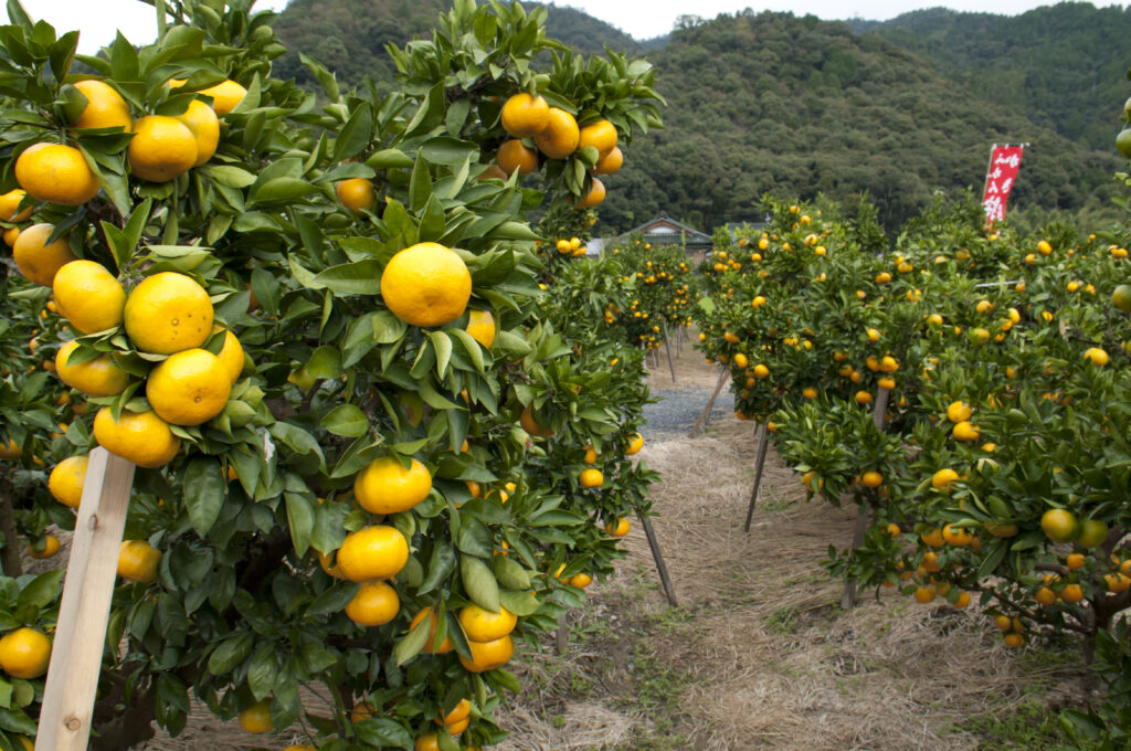 Orange mikan fruits growing on trees in a Japanese orchard.