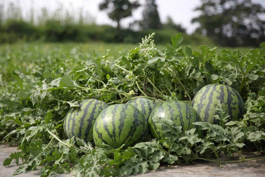 Fresh watermelons growing on the vine in a farm field in Japan.