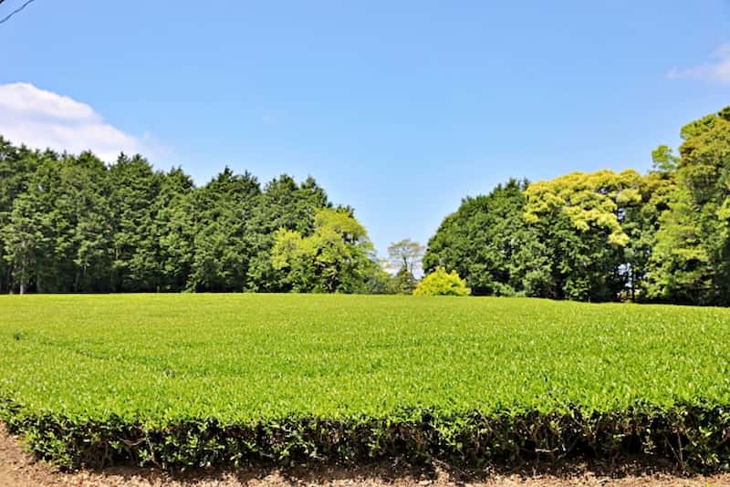 Mature bancha tea leaves from a later harvest flush in a Japanese tea field