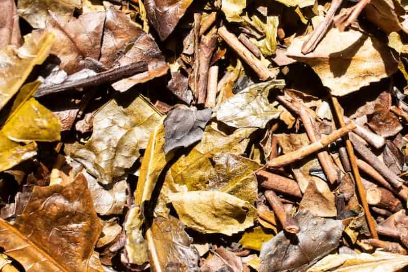 Dried Kyobancha leaves showing their large, shaggy, unrolled shape and dark roast color