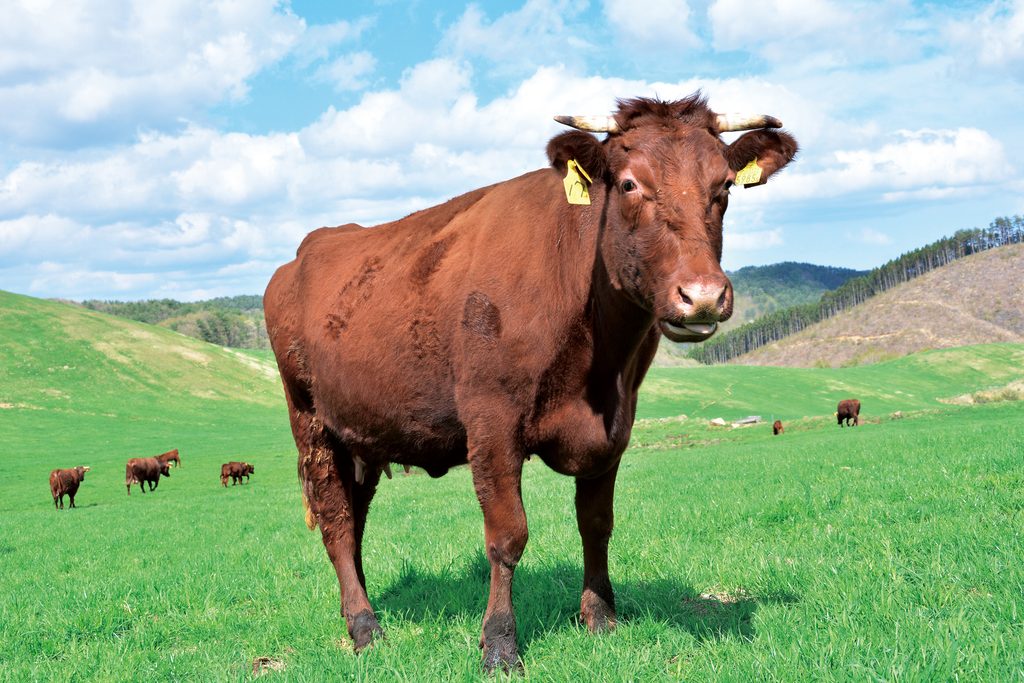  Iwaizumi Tankaku Cattle
