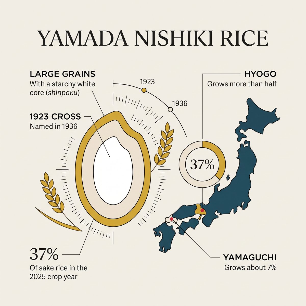 Illustration of Yamada Nishiki rice: a 37% share, Hyogo and Yamaguchi, large grains with a white core