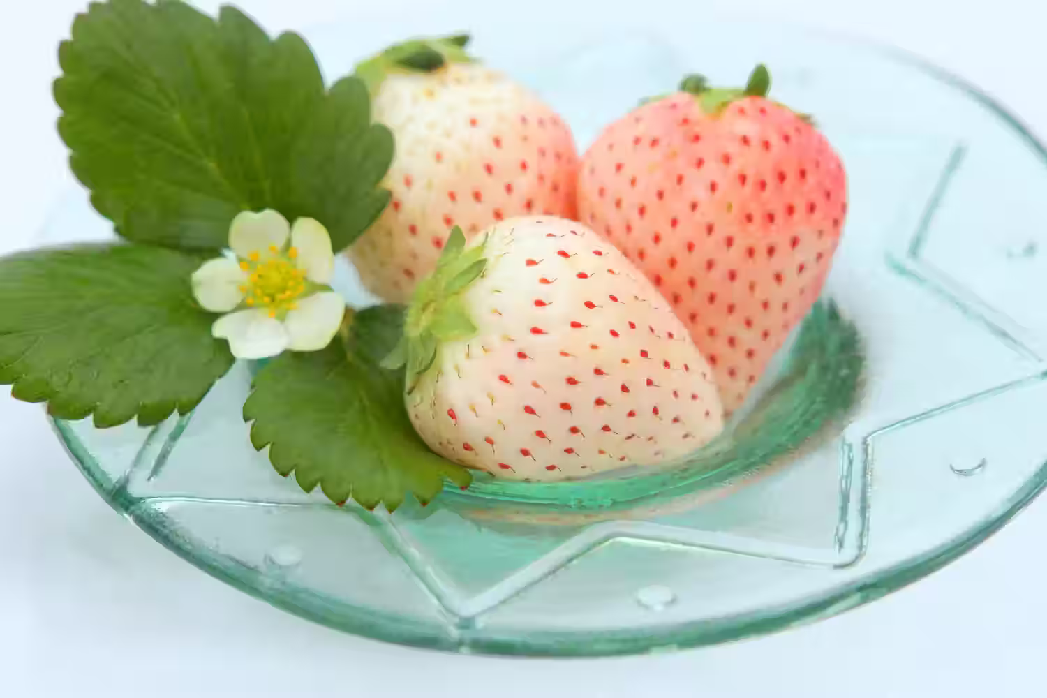 Three Hatsukoi no Kaori white strawberries with a strawberry flower and leaves on a pale green glass plate